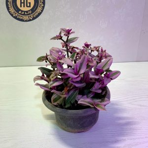 برگ بیدی نانوک