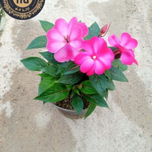 ام پیشن(گل حنا)
