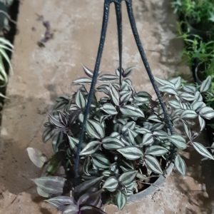 گیاه برگ بیدی